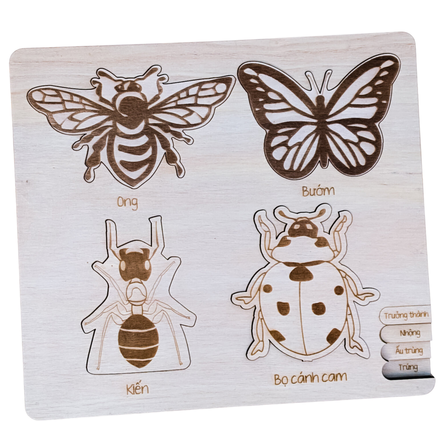 Life Cycle Puzzle of 4 Insects | Bộ ghép hình “Vòng đời côn trùng”