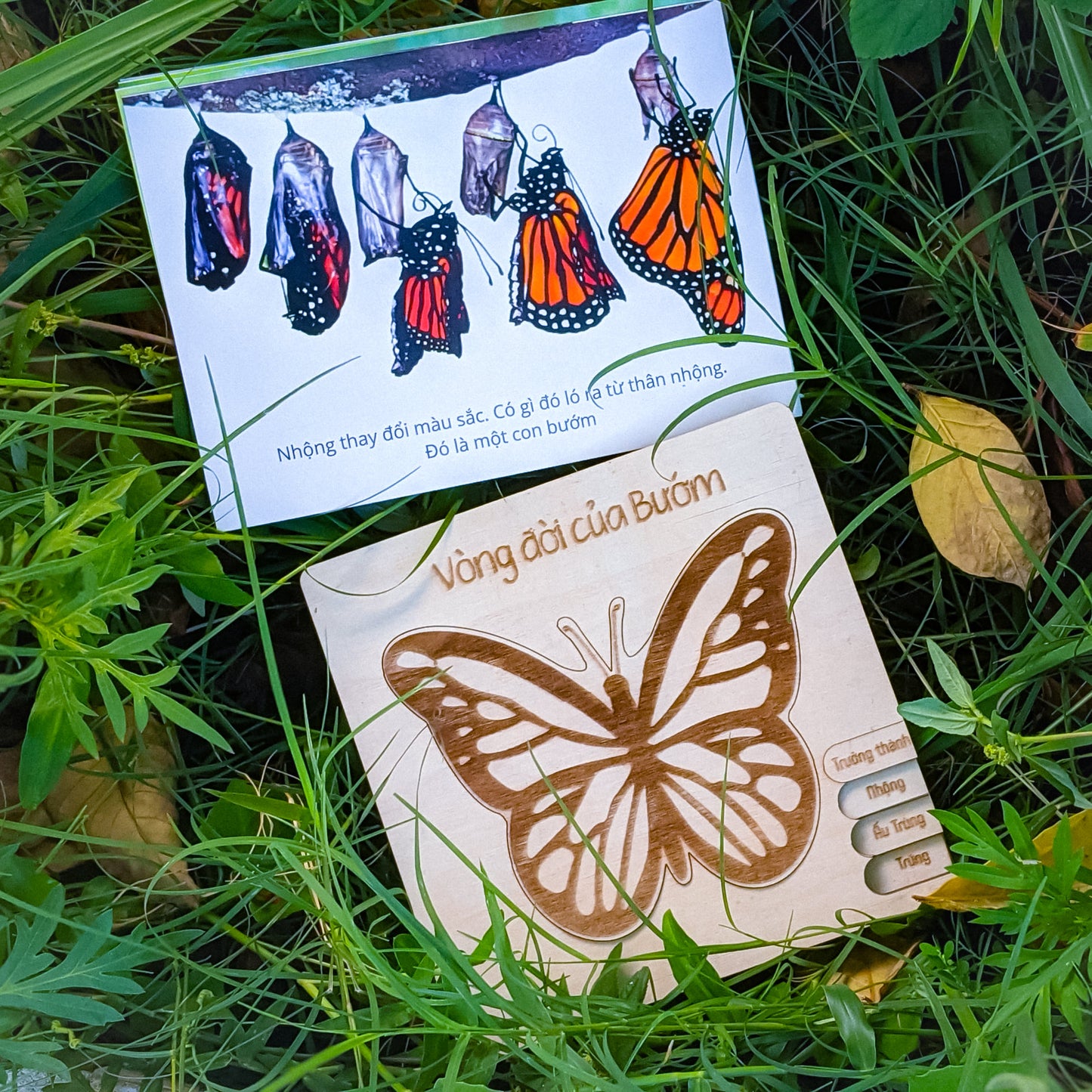 Life Cycle Puzzle of 4 Insects | Bộ ghép hình “Vòng đời côn trùng”