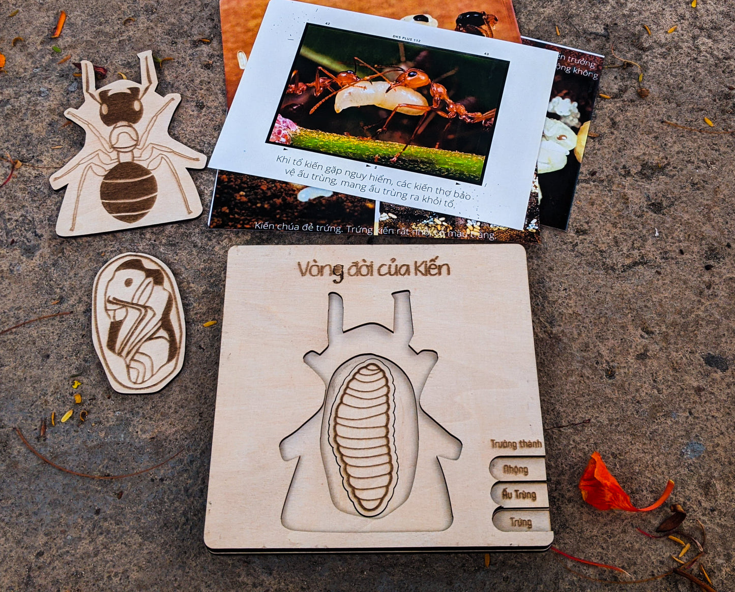 Life Cycle Puzzle of 4 Insects | Bộ ghép hình “Vòng đời côn trùng”