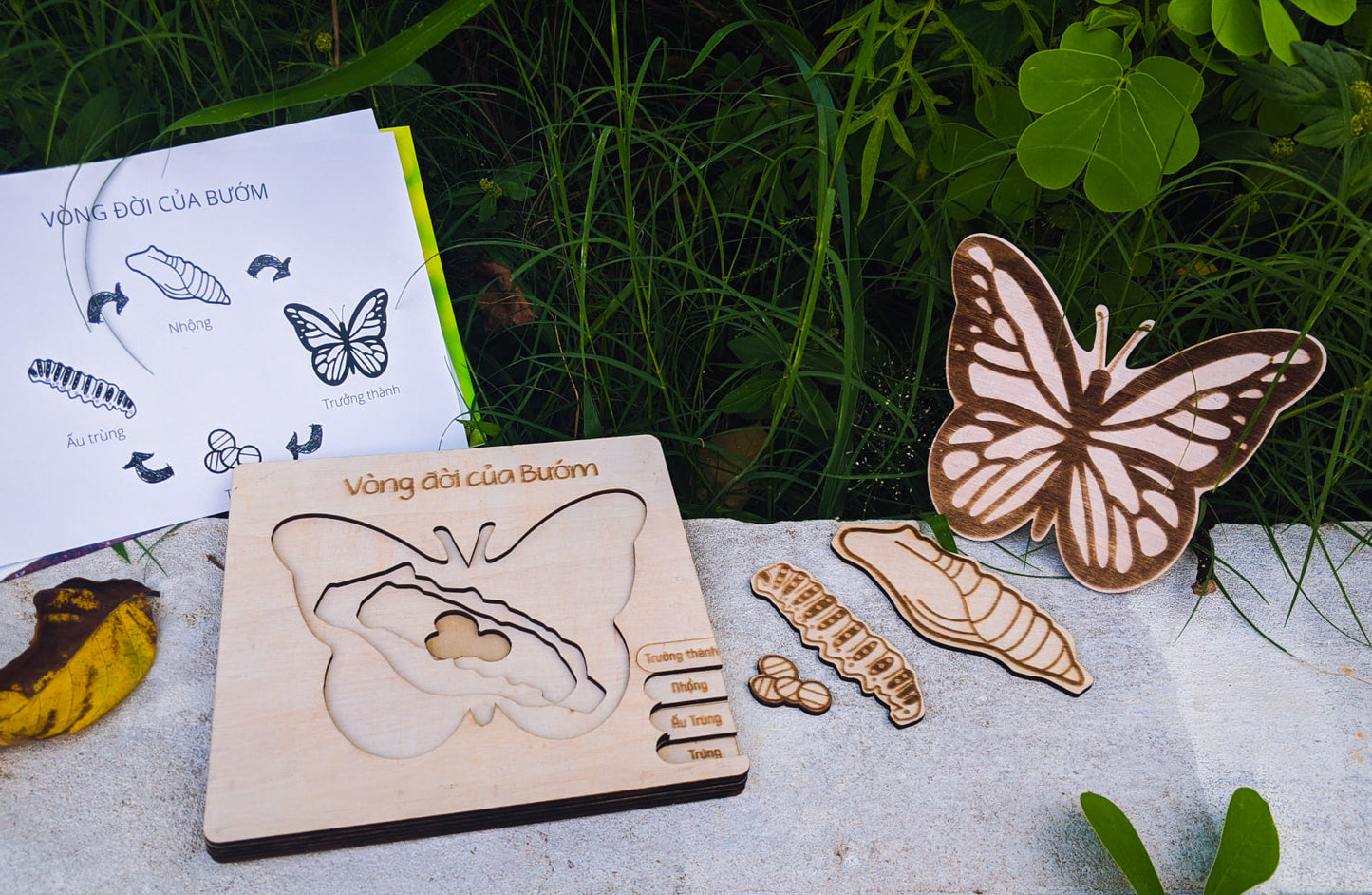 Life Cycle Puzzle of 4 Insects | Bộ ghép hình “Vòng đời côn trùng”