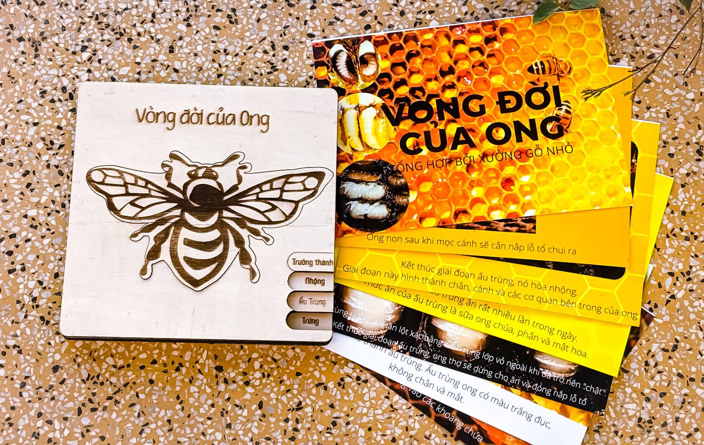 Life Cycle Puzzle of 4 Insects | Bộ ghép hình “Vòng đời côn trùng”