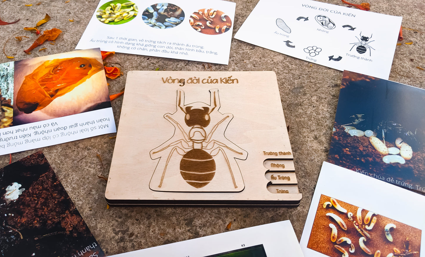 Life Cycle Puzzle of 4 Insects | Bộ ghép hình “Vòng đời côn trùng”