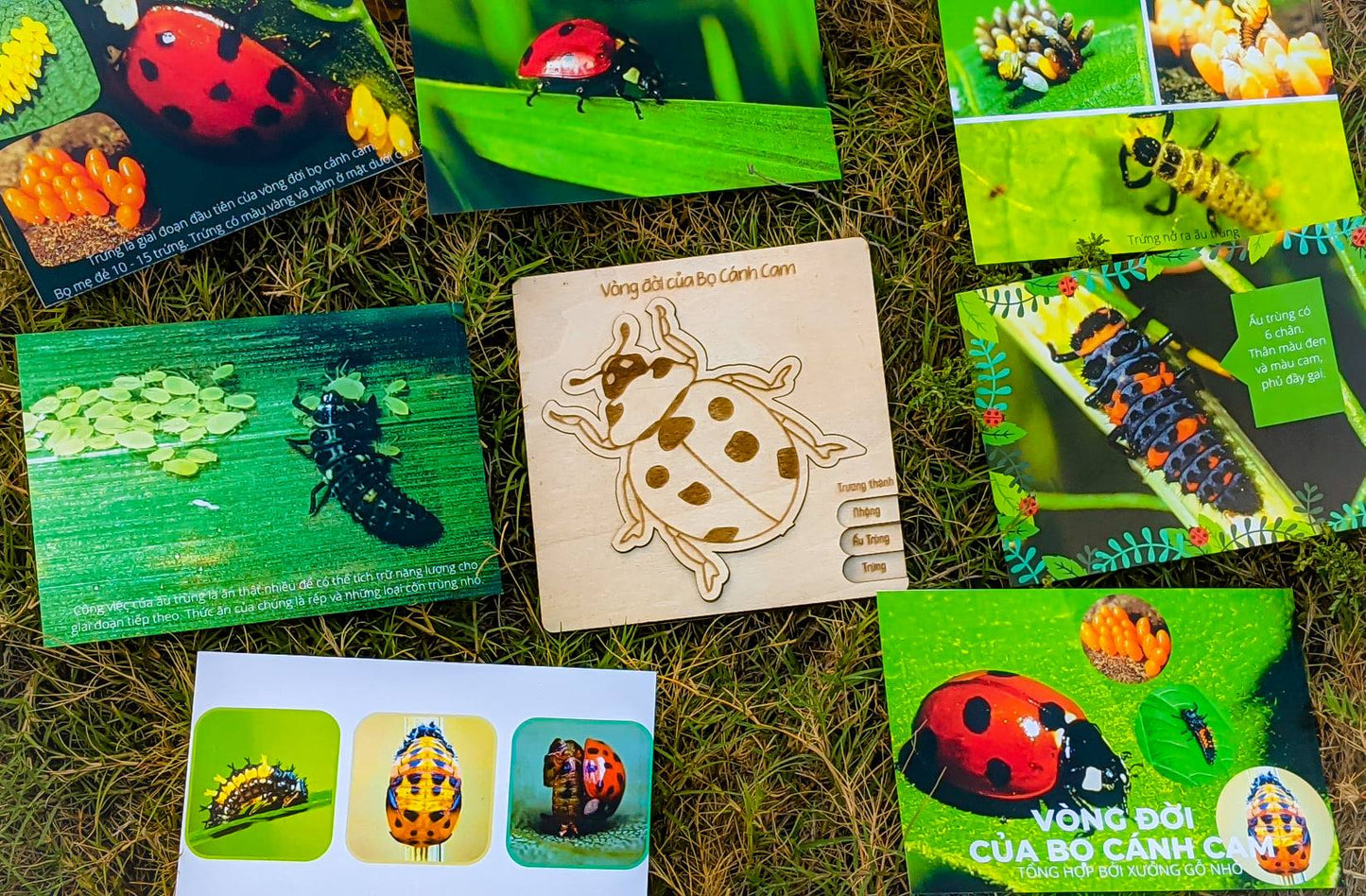 Life Cycle Puzzle of 4 Insects | Bộ ghép hình “Vòng đời côn trùng”