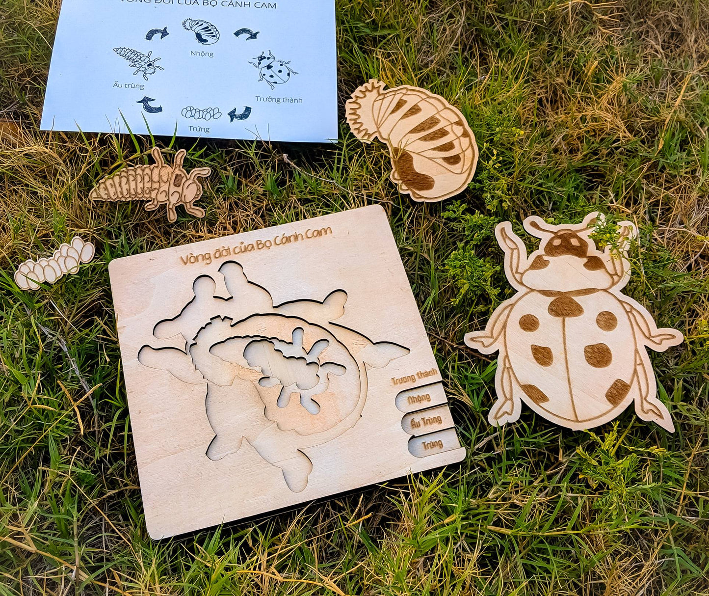 Life Cycle Puzzle of 4 Insects | Bộ ghép hình “Vòng đời côn trùng”