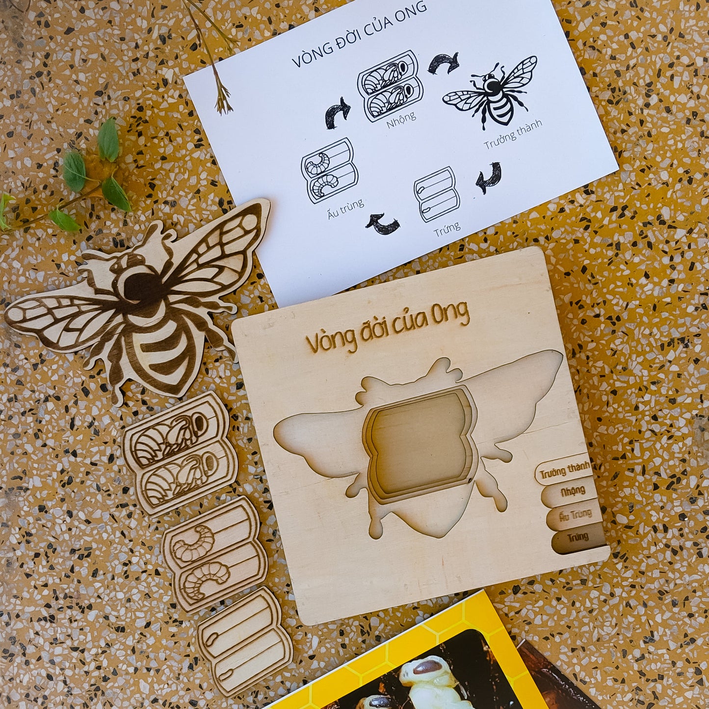 Life Cycle Puzzle of 4 Insects | Bộ ghép hình “Vòng đời côn trùng”
