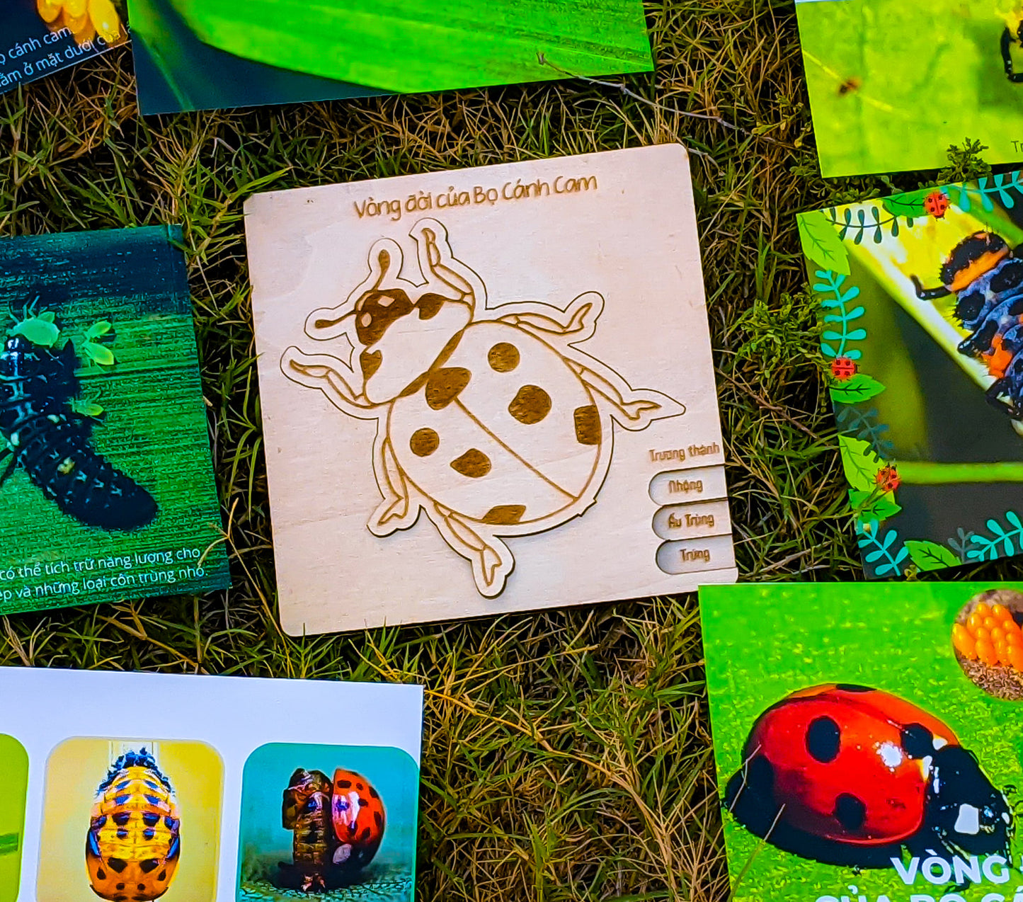 Life Cycle Puzzle of 4 Insects | Bộ ghép hình “Vòng đời côn trùng”
