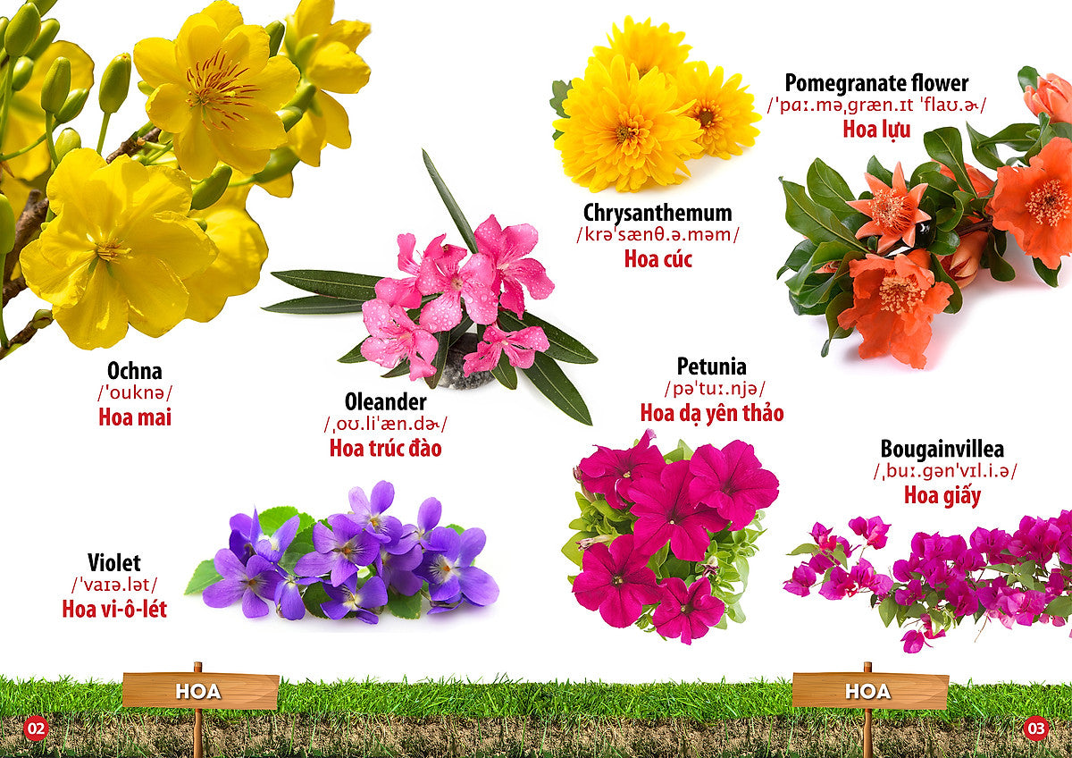 Bilingual Picture Dictionary: Flowers, Fruits, Vegetables & Legumes | Từ Điển Bằng Hình - Hoa, Quả, Rau Củ - Song-Ngữ Anh Việt