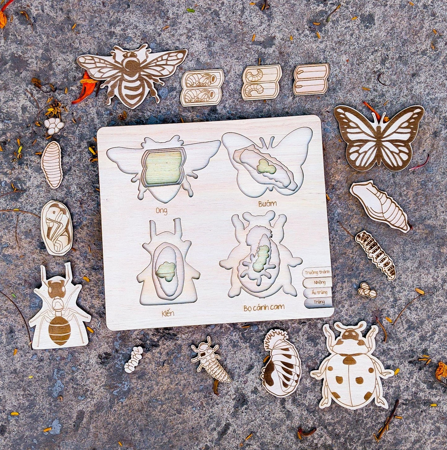 Life Cycle Puzzle of 4 Insects |  Bộ ghép hình “Vòng đời côn trùng”