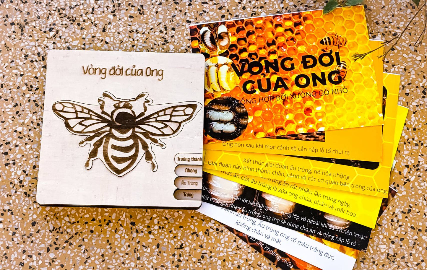 Life Cycle Puzzle of 4 Insects |  Bộ ghép hình “Vòng đời côn trùng”